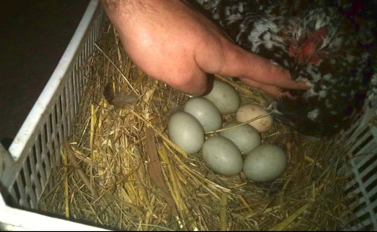 Una Gallina Incuba Ya Los Huevos De Pato De La Plaza Ram N Labayen El Diario Vasco